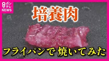 製造に3週間・10万円かかる『培養肉』　史上初めてテレビで焼いてみた　2050年には「家庭で肉を作れる」ようになるか