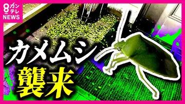 【カメムシ春の大発生】専門家たちも初めて見るレベル　LEDへの切り替えなどで対応を