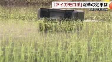 「アイガモ農法」からヒント ロボットで水田の雑草抑制を 有機農業の救世主に（日南町）