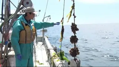 海で起きている異変　海水温上昇で養殖が危機的状況　ホヤ・コンブ・ホタテ漁師が悲鳴＜岩手県＞