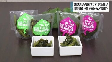 試験栽培の畑ワサビで新商品　ピクルスやしょうゆ漬け　わさび漬けで有名な田丸屋本店　静岡