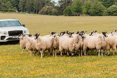 ベントレー、愛犬家の祭典「グッドウーフ2024」に参加…SUV『ベンテイガ」が羊飼いに