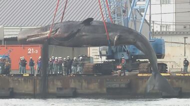 クジラ『淀ちゃん』8000万円の処理費の経緯は…　市と業者の交渉記録には「金を積まんと話にならん」