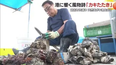 「コンコンコン…」港に響く風物詩・カキたたき　天然岩ガキ漁始まる　山形・遊佐町吹浦沖