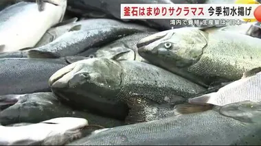 「釜石はまゆりサクラマス」今季初水揚げ　生産量は日本一　湾内で養殖　岩手・釜石市