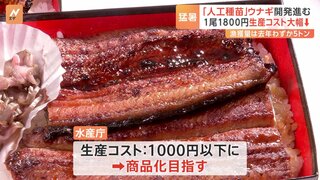 “人の手”でウナギが安くなる？コストは1尾1800円！水産庁が「土用の丑の日」前に人工種苗のウナギ公開