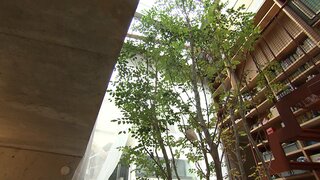 室内に『大きなシマトネリコ』植えた家　東京都内、限られた予算…狭小住宅を克服した秘策は4人家族のシンボルツリー【住人十色】