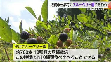 約10種類を食べ比べ！三瀬でブルーベリー狩りにぎわう【佐賀県佐賀市】