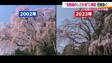 面影なくなった名木・樹齢200年の合戦場のしだれ桜　美しい姿を再び　回復のための協力呼びかけ