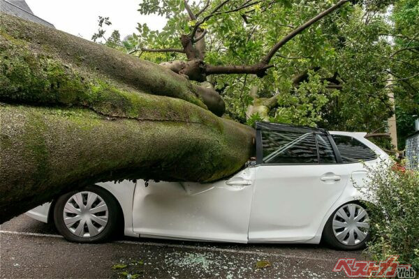 [台風10号]が列島通過中！　万一倒木や水没に遭ったら自動車保険は使えるん？