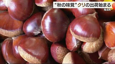 鬼北町で特産のクリの出荷「早生は干ばつで若干小ぶり」“中生”以降は「順調に育っとります」【愛媛】