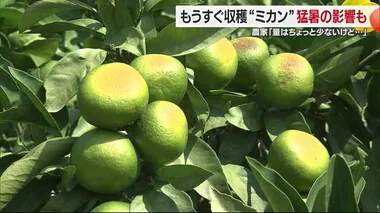 まもなく出荷…愛媛の極早生ミカン　今年は猛暑やカメムシの影響　出荷量減少見込みも美味に【愛媛】