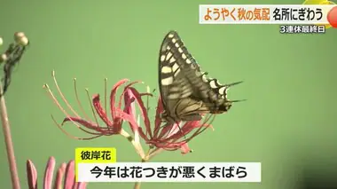 秋風吹く3連休最終日　「一乗谷朝倉氏遺跡」県外客で賑わう　猛暑の影響で風物詩のヒガンバナはまばら【福井】