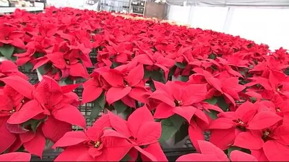 ポインセチアの出荷最盛期　赤と緑が特徴的なクリスマスの花　岩手・花巻市