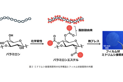 ミドリムシを接着剤に、自動車構造材に革新　旭化成らが開発